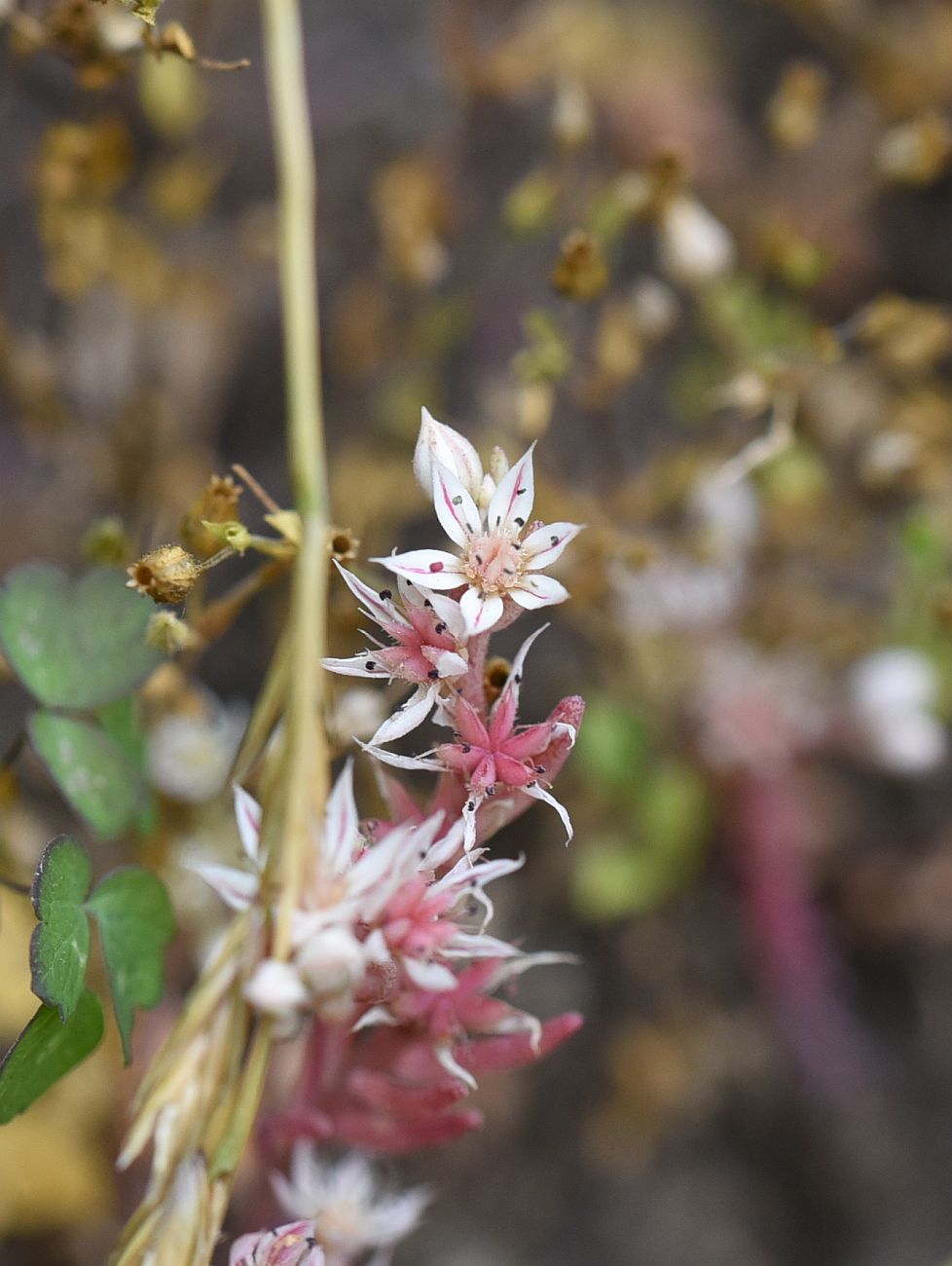 Image of Sedum hispanicum specimen.