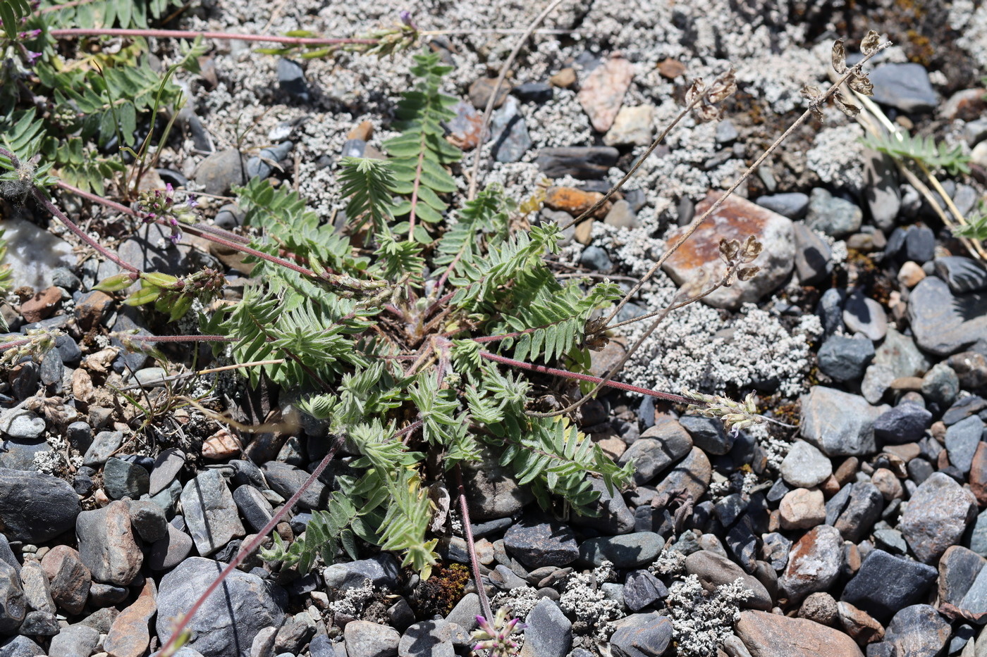 Image of Oxytropis deflexa specimen.