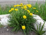 Taraxacum printzii