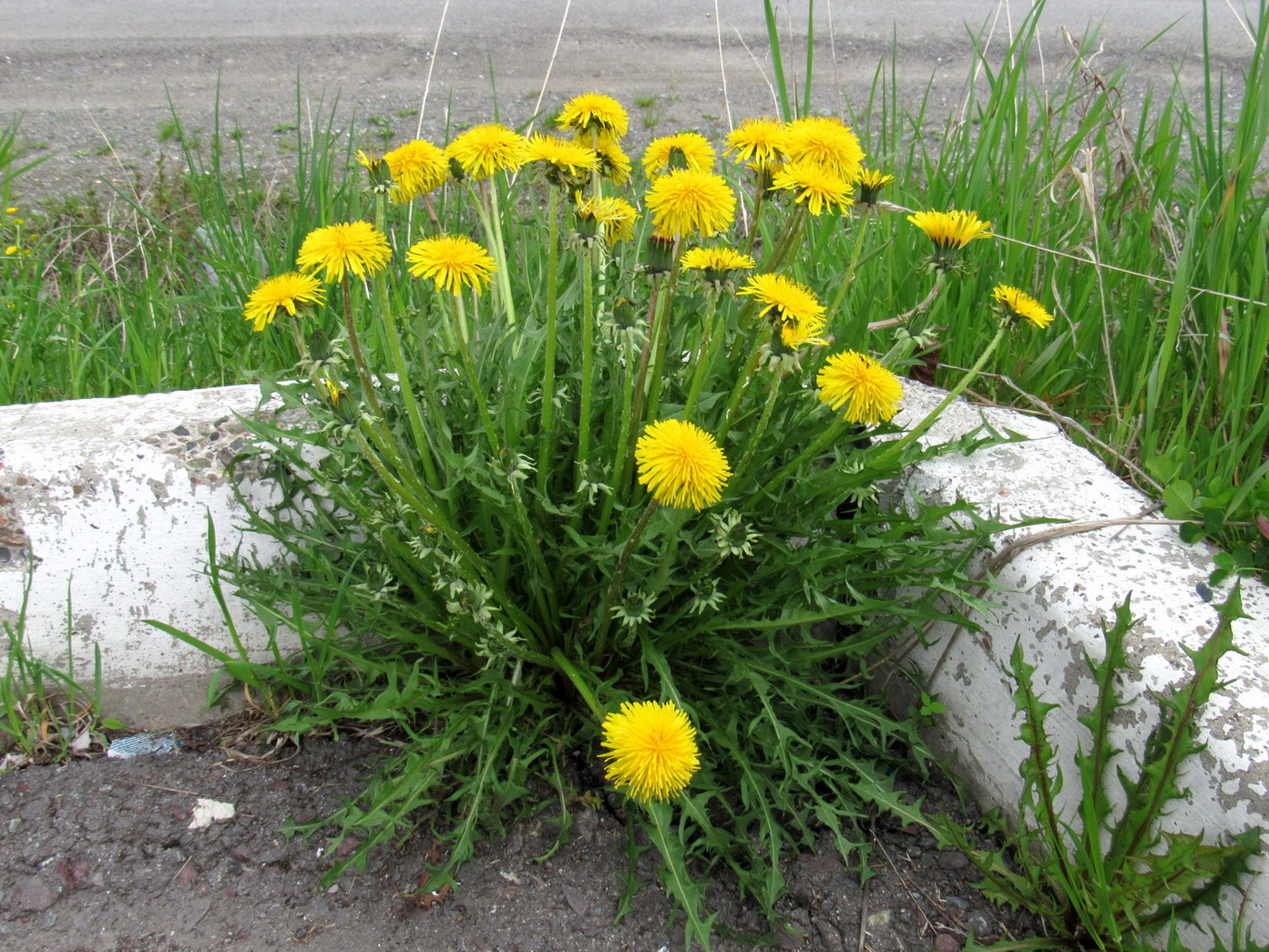 Image of Taraxacum printzii specimen.