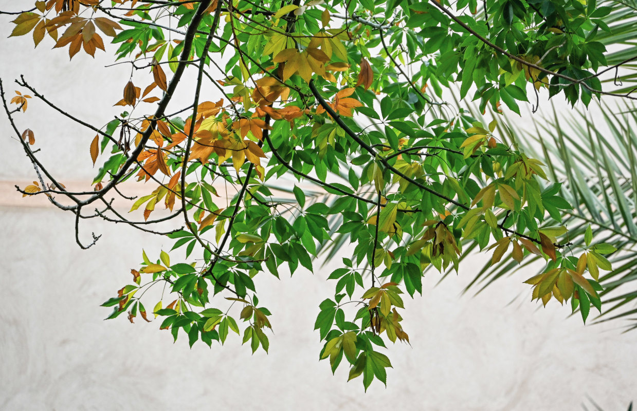 Image of Ceiba speciosa specimen.