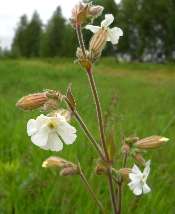 Image of Melandrium album specimen.