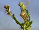 Senecio vulgaris