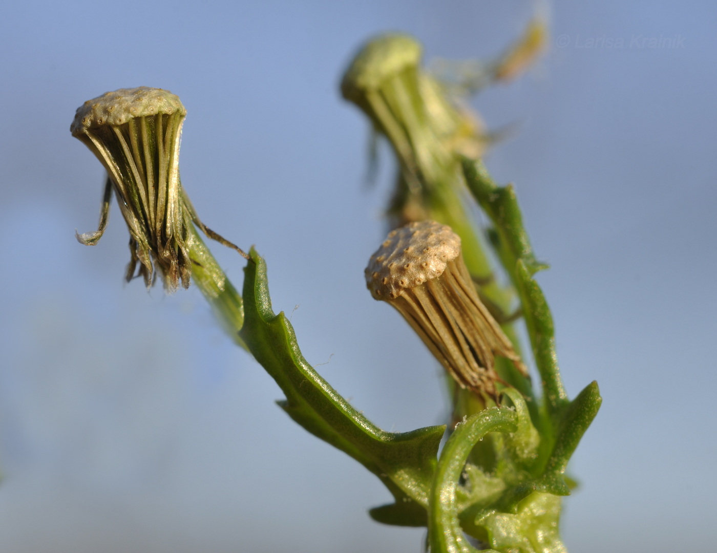 Image of Senecio vulgaris specimen.