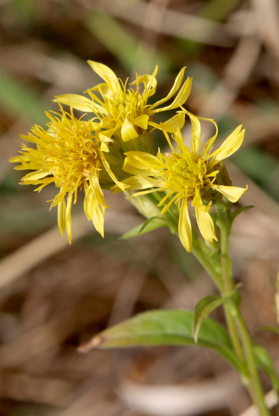 Изображение особи Solidago virgaurea.