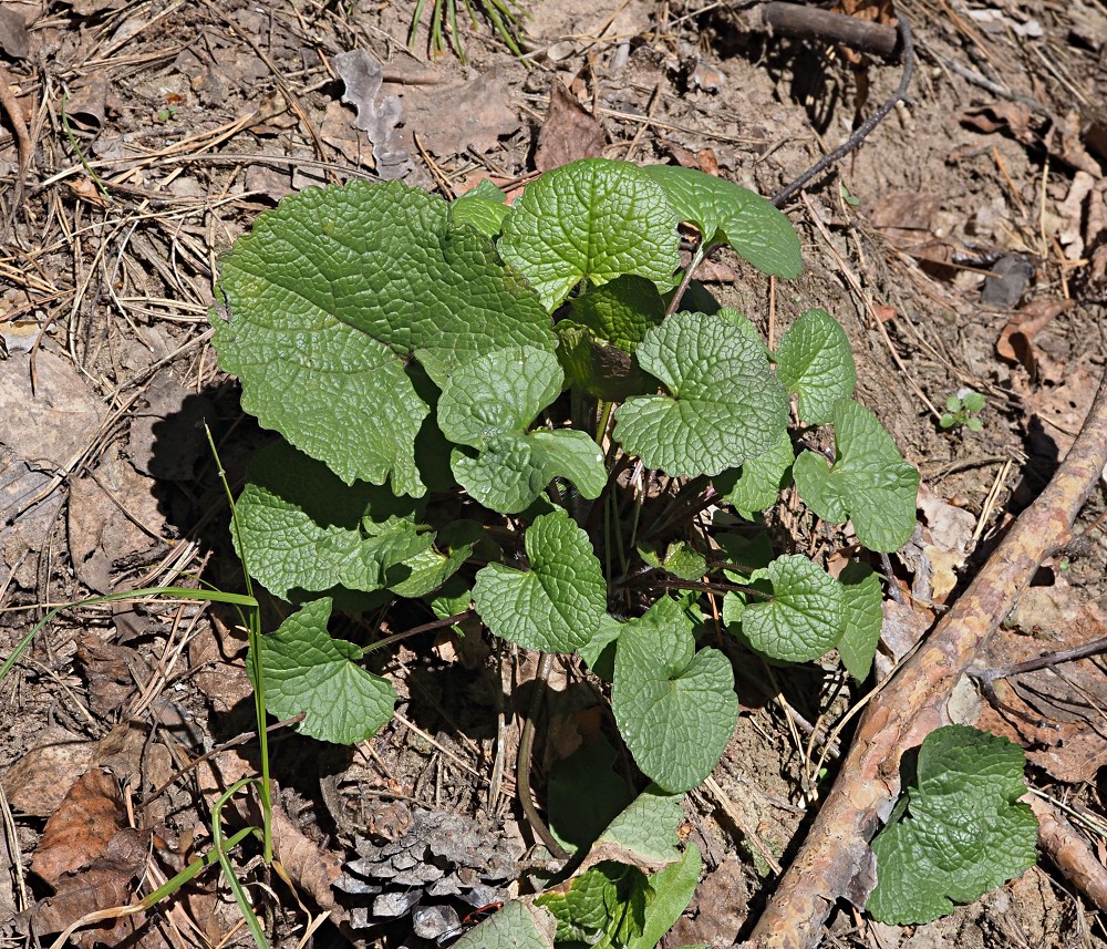 Image of Alliaria petiolata specimen.