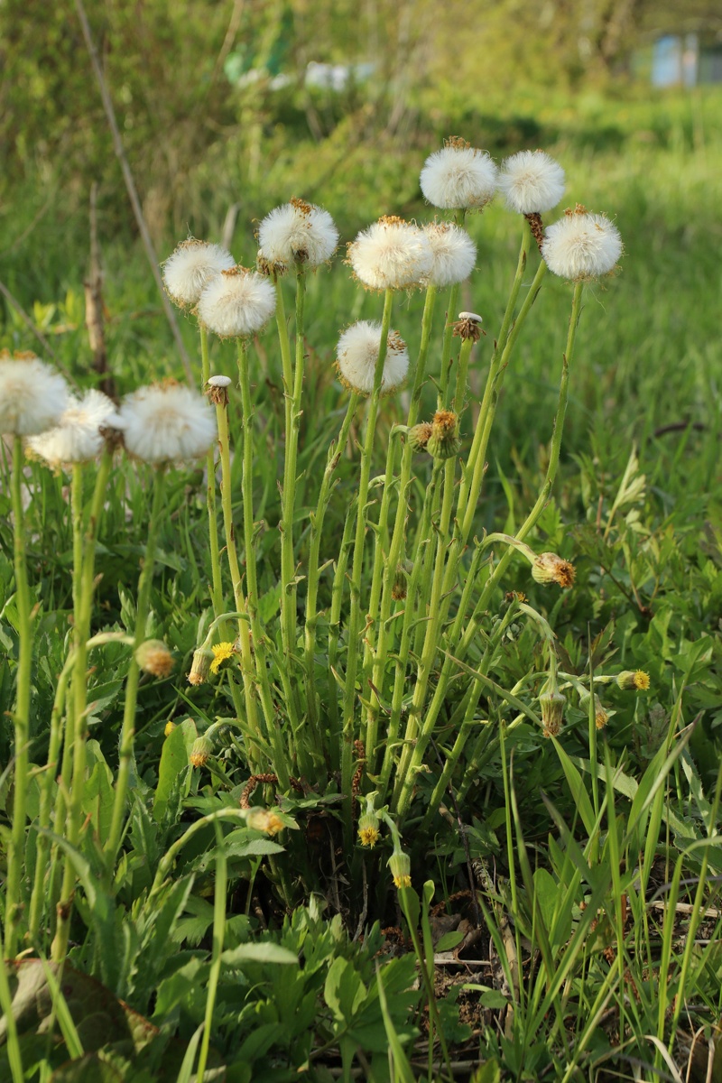 Image of Tussilago farfara specimen.