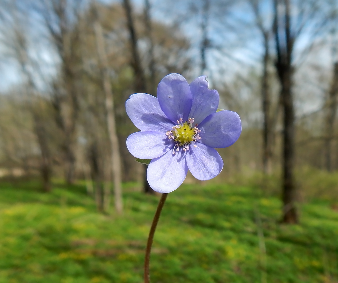 Изображение особи Hepatica nobilis.