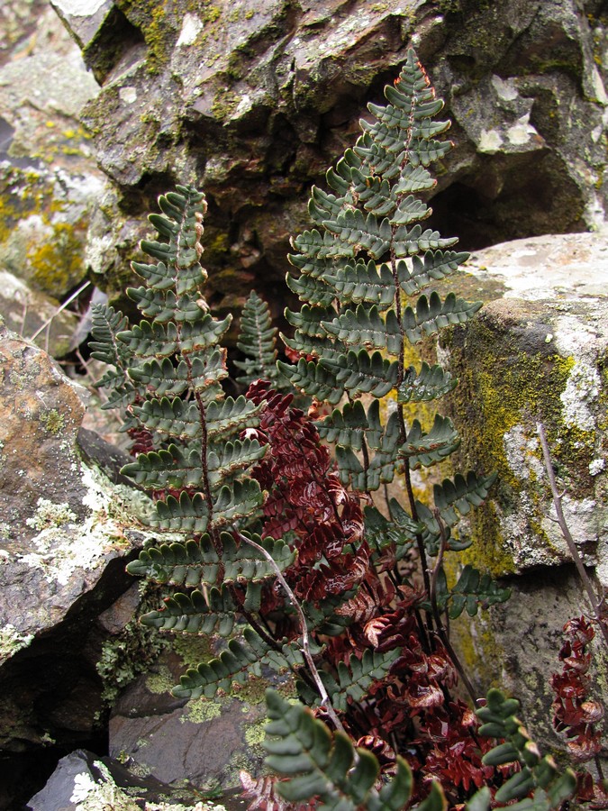 Image of Paragymnopteris marantae specimen.