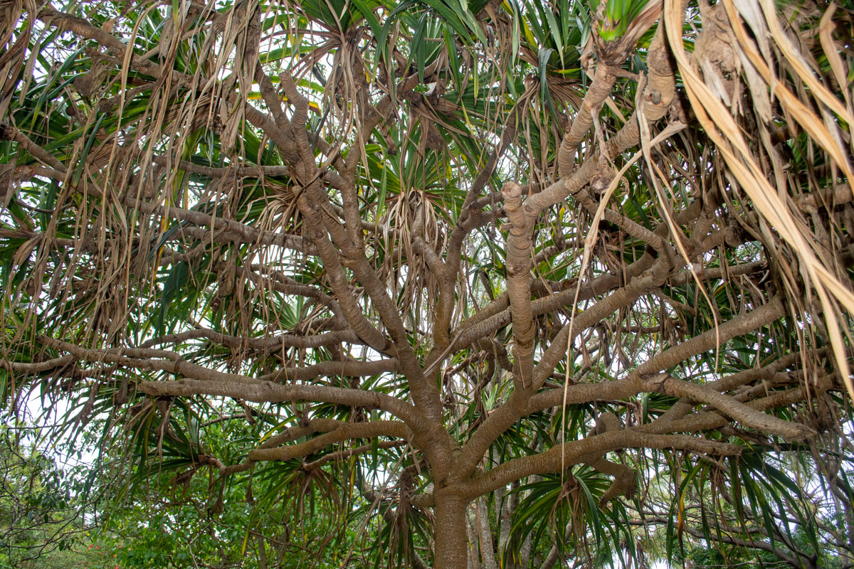 Изображение особи Pandanus odorifer.