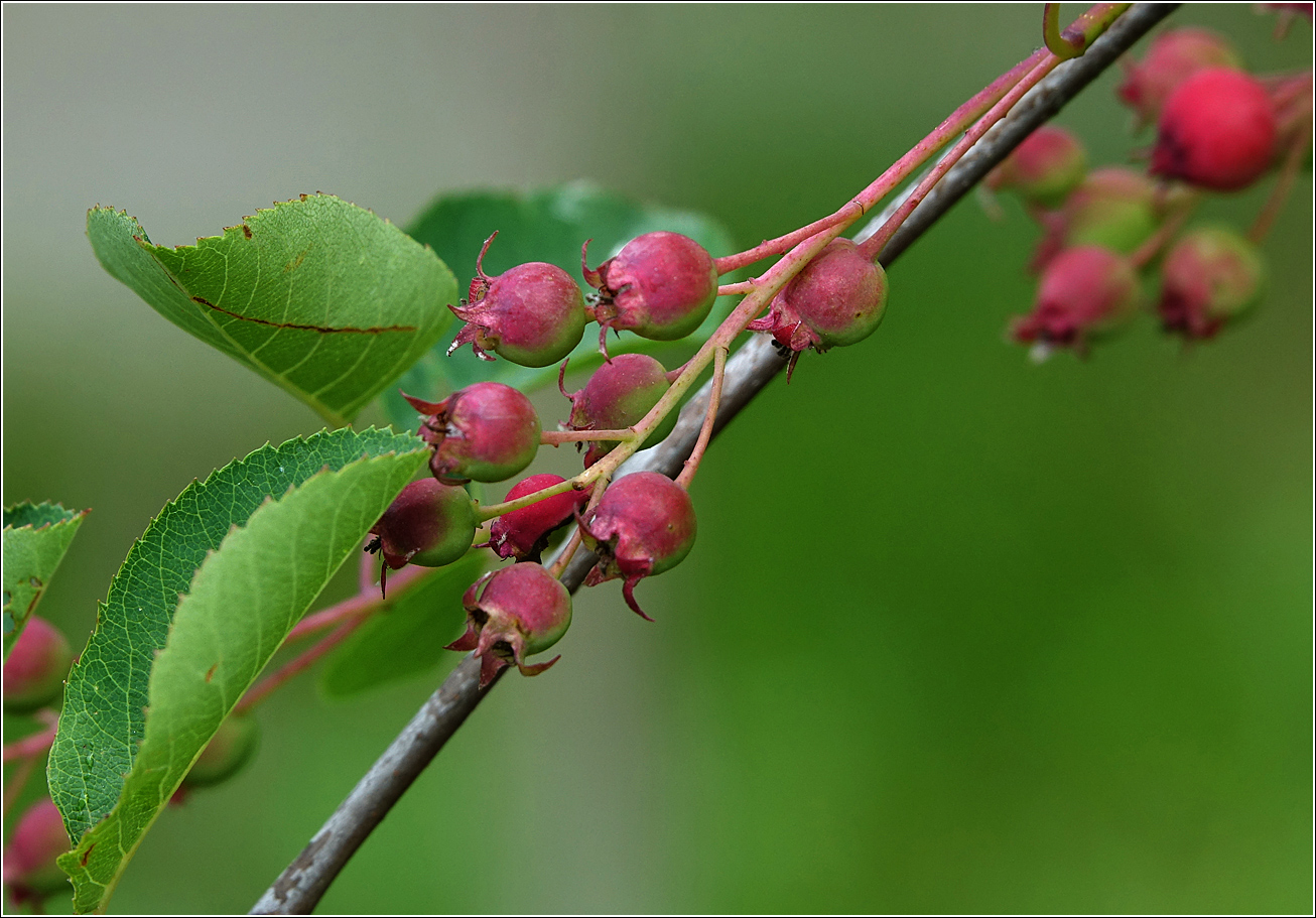 Image of Amelanchier spicata specimen.