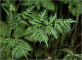 Anthriscus sylvestris