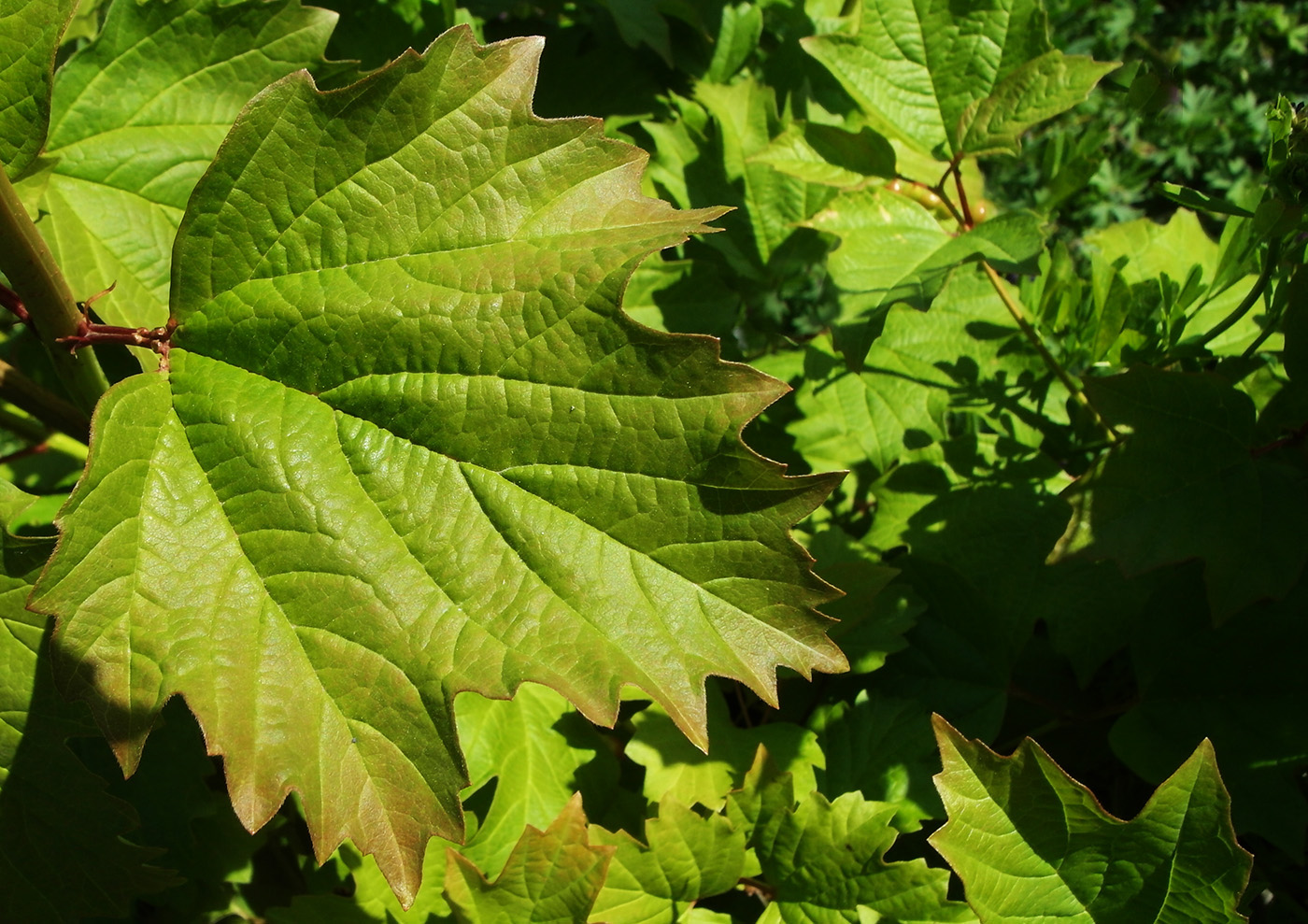 Image of Viburnum opulus specimen.