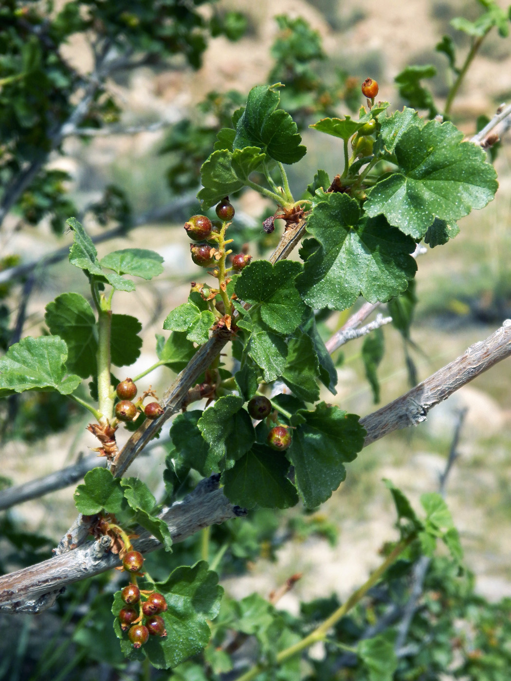 Изображение особи Ribes heterotrichum.