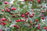 род Crataegus