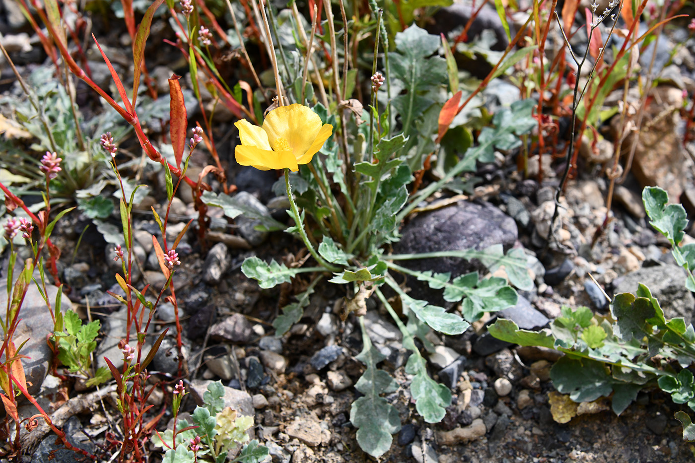 Image of Glaucium squamigerum specimen.