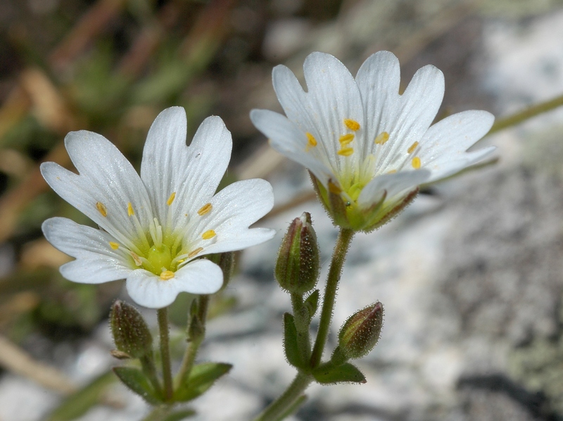 Изображение особи Dichodon cerastoides.