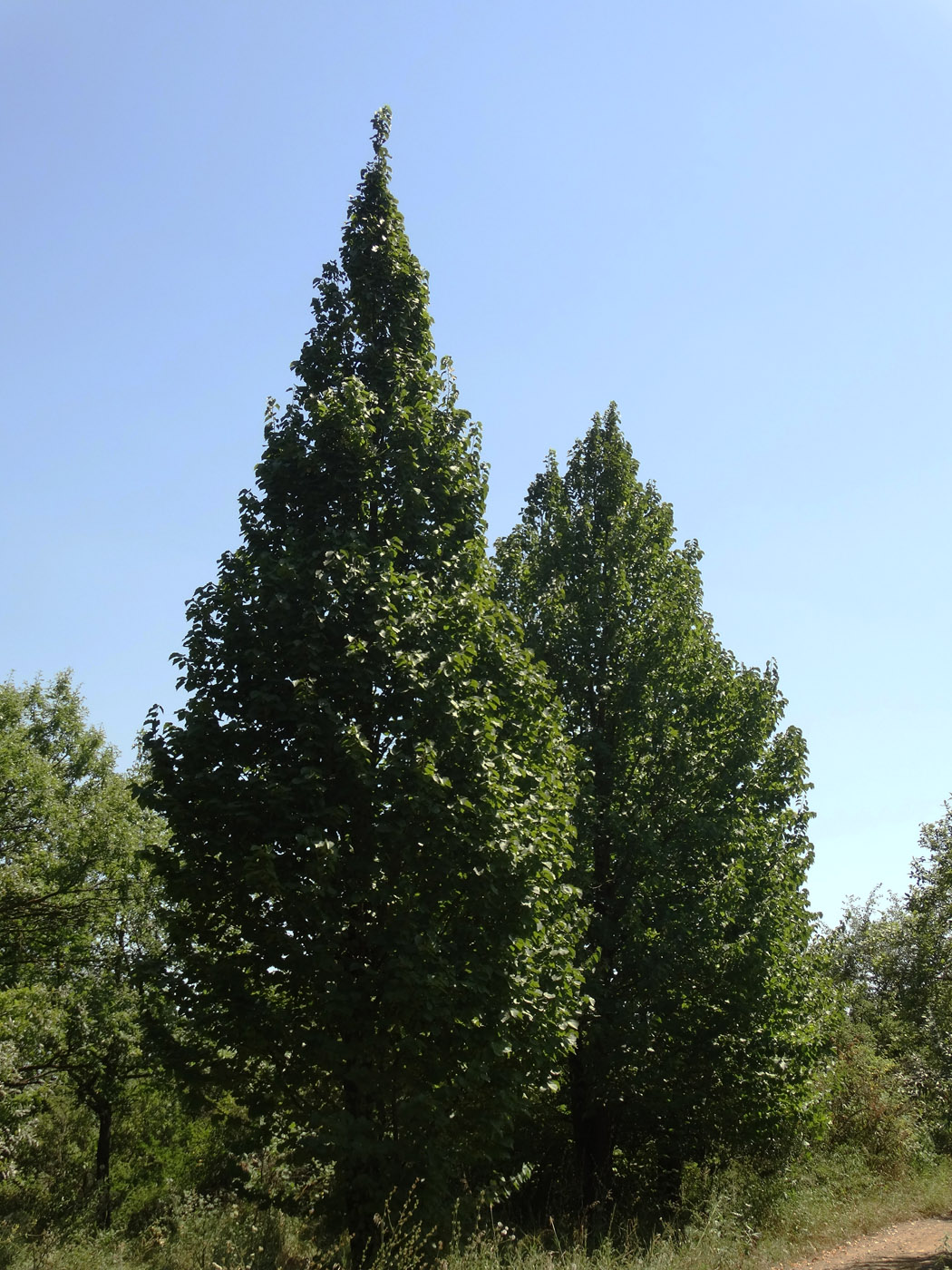 Image of Corylus colurna specimen.