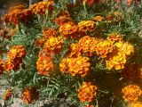 Tagetes erecta. Соцветия и листья. Хабаровский край, г. Хабаровск, ул. Ульяновская 60, в культуре. 13.10.2023.