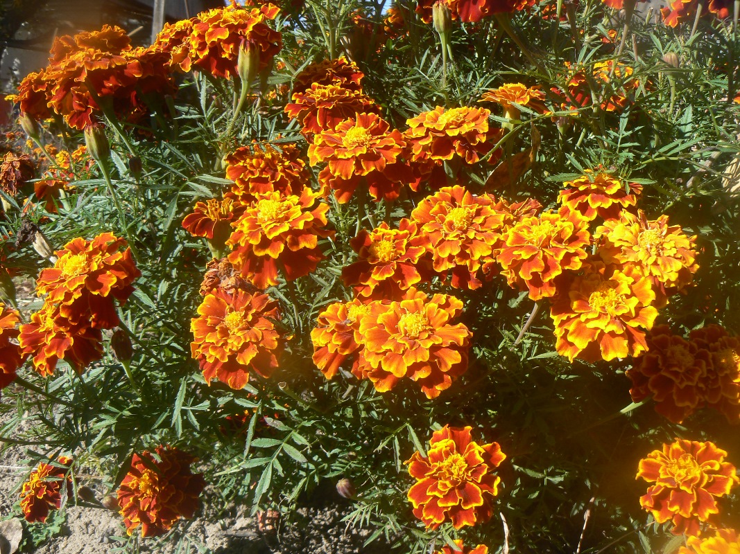 Image of Tagetes erecta specimen.