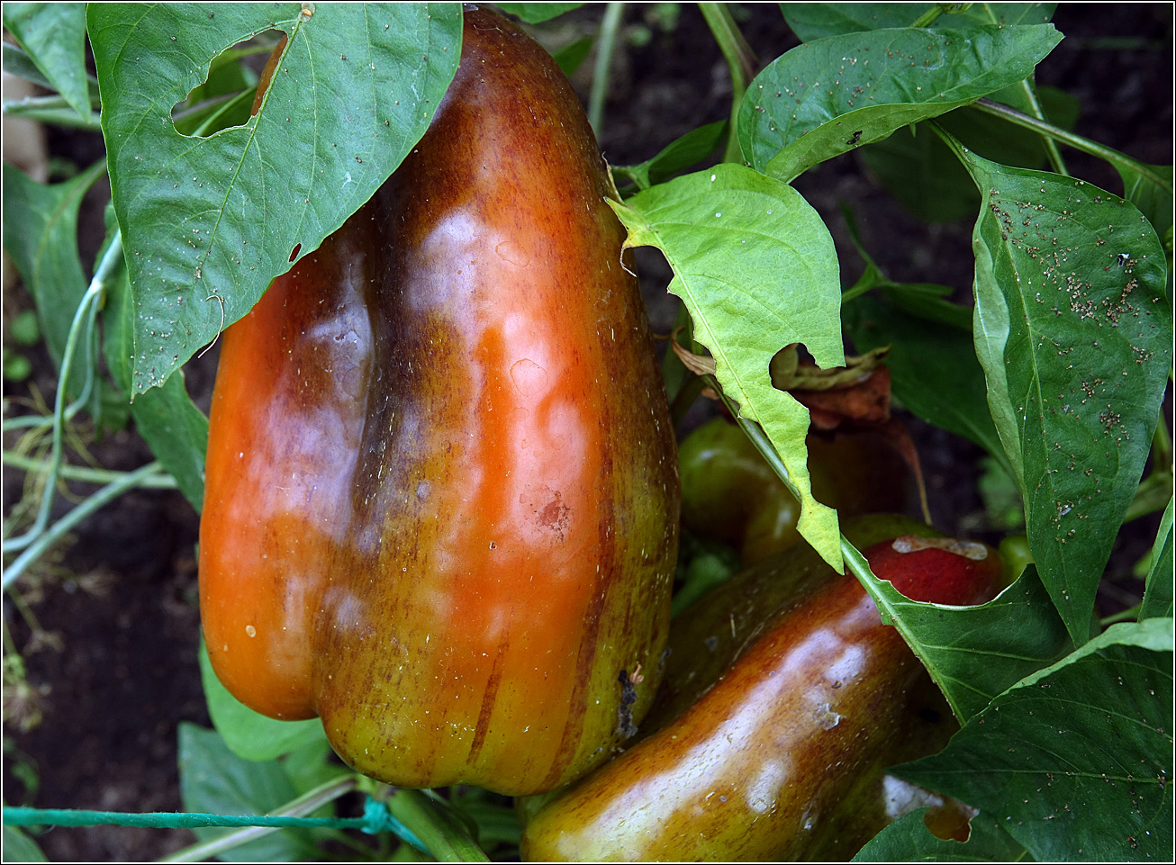 Изображение особи Capsicum annuum.