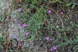 Centaurea gulissaschvilii