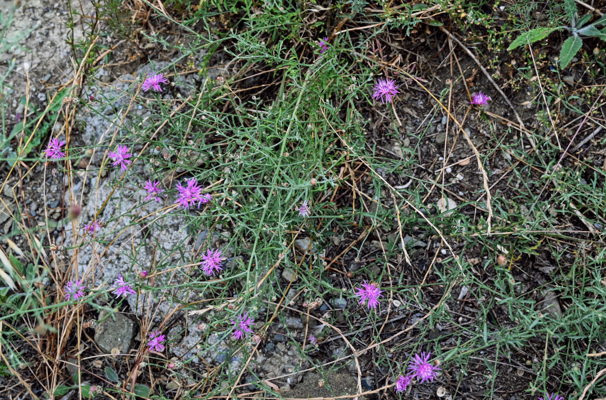 Изображение особи Centaurea gulissaschvilii.