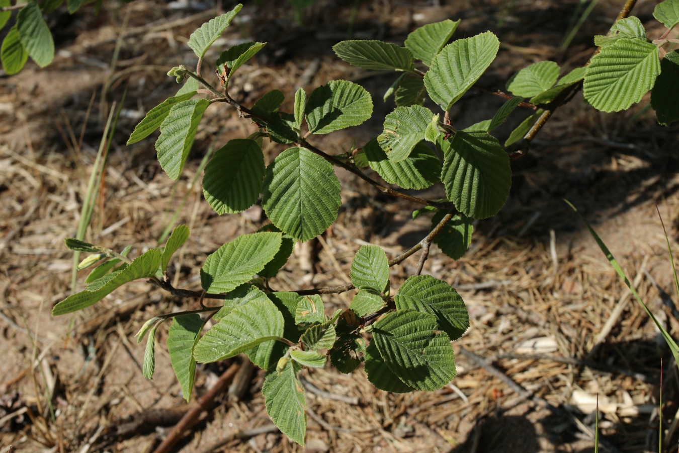 Image of Alnus incana specimen.