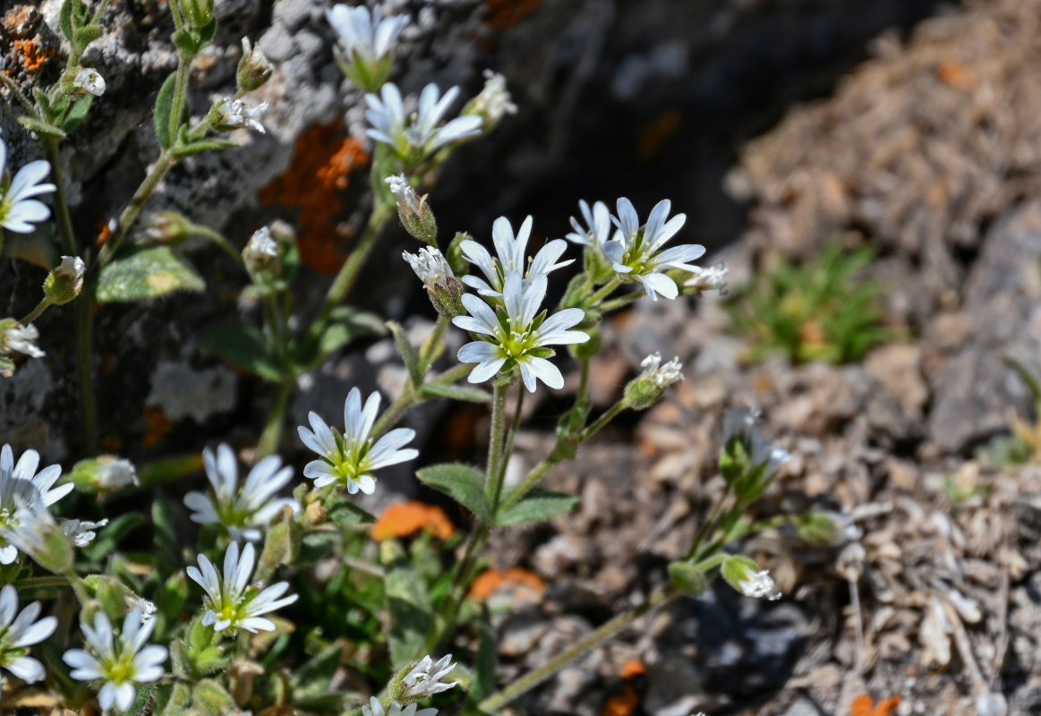 Изображение особи Cerastium pusillum.