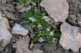 Minuartia biflora