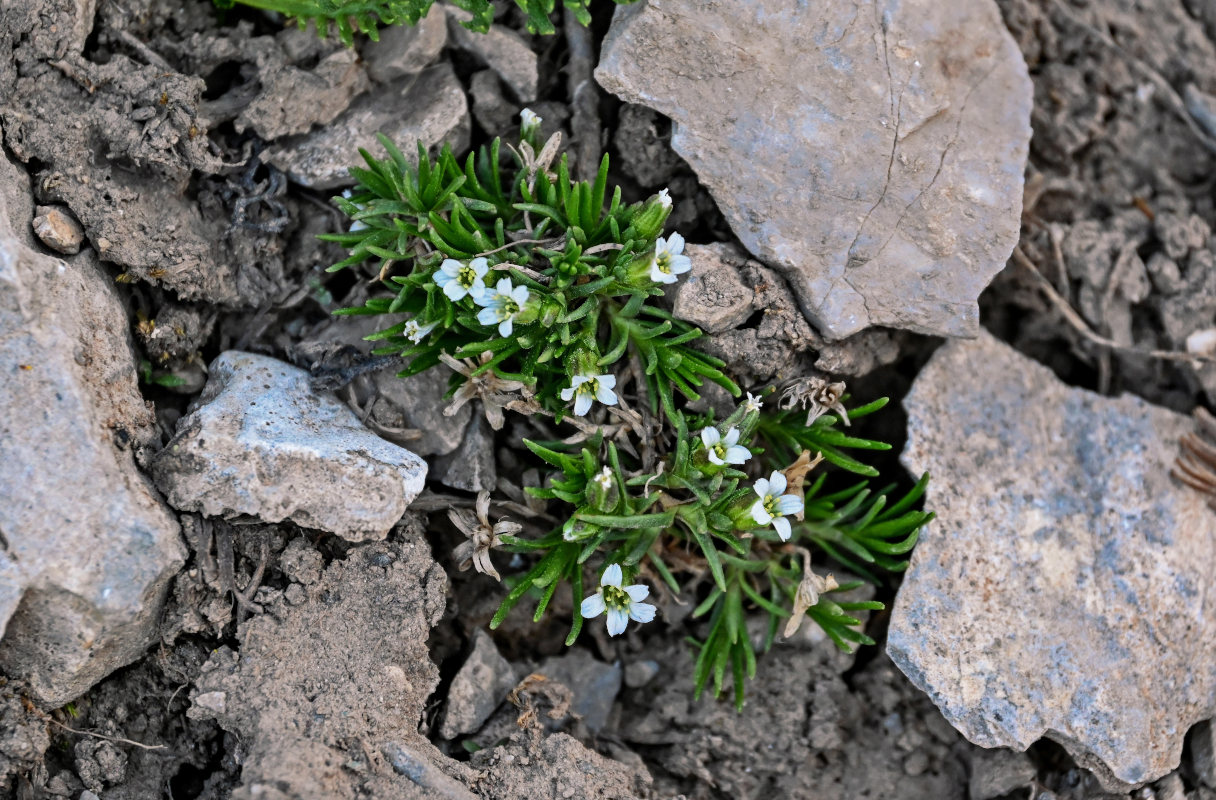 Изображение особи Minuartia biflora.