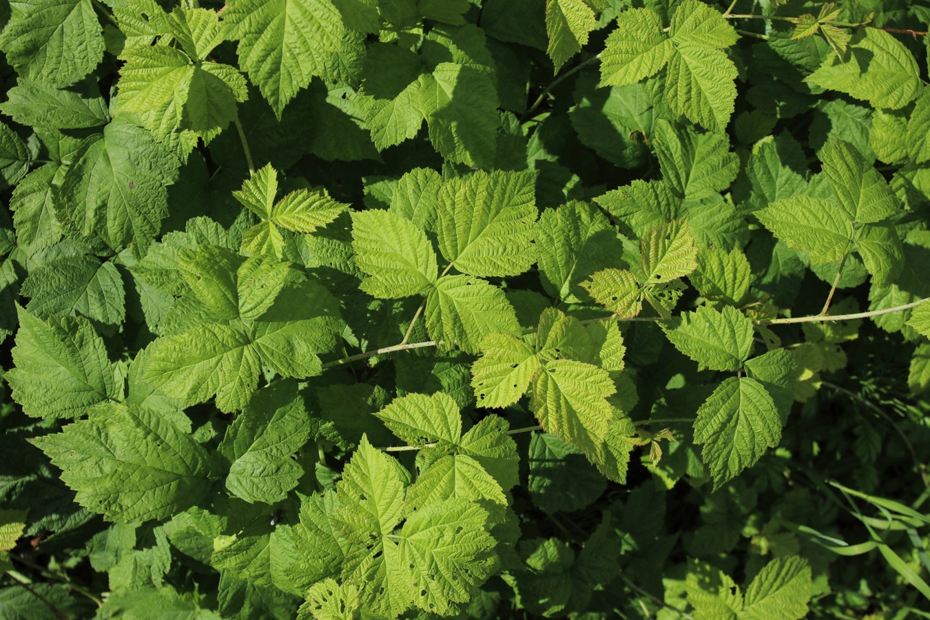 Image of Rubus caesius specimen.