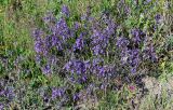 Teucrium orientale. Цветущие растения. Чечня, Итум-Калинский р-н, окр. с. Ведучи, ≈ 1500 м н.у.м., луговой склон. 27.07.2022.