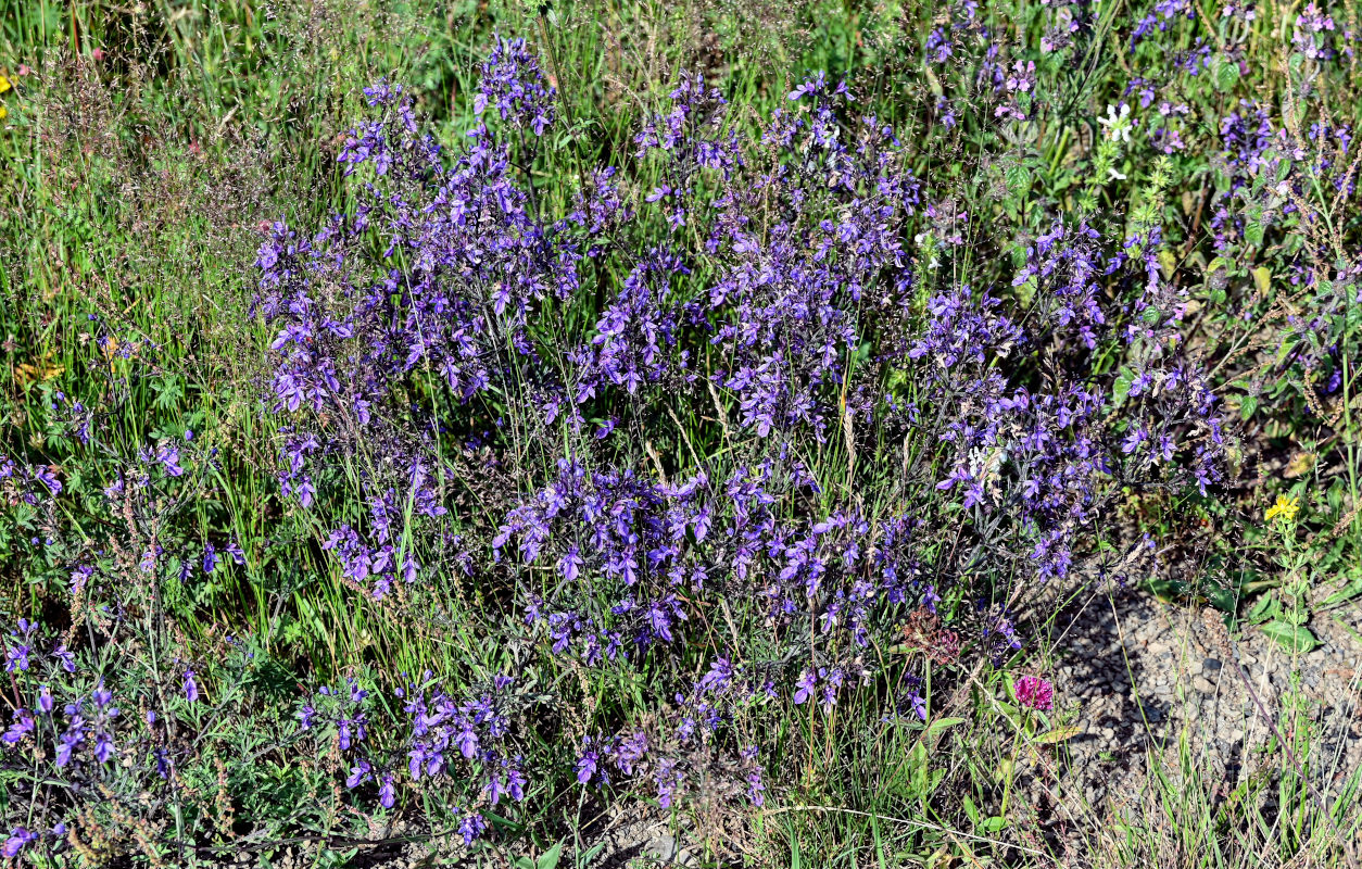 Image of Teucrium orientale specimen.