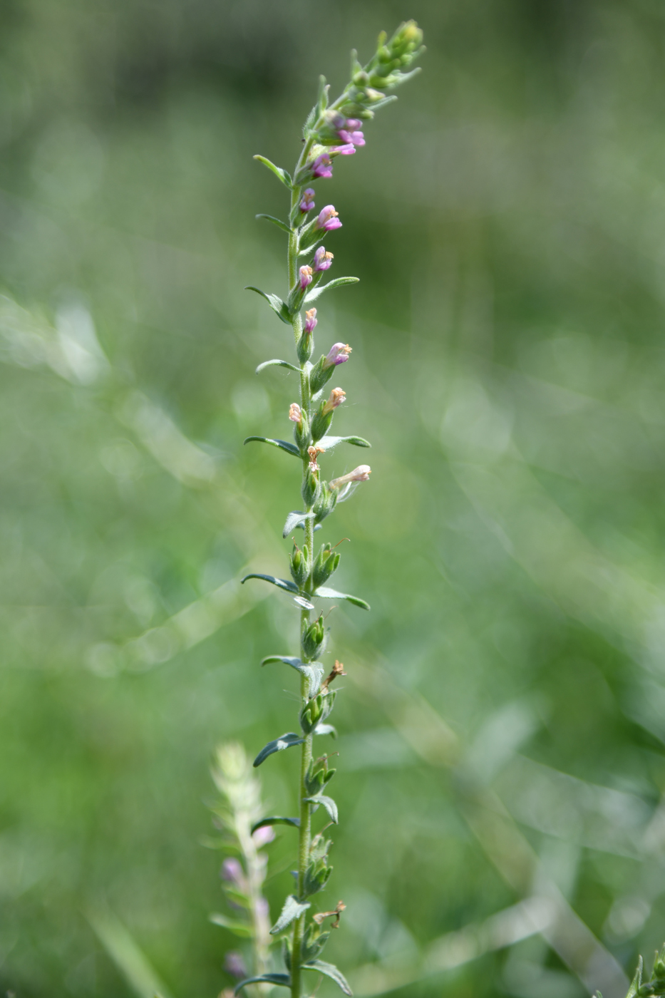 Изображение особи Odontites vulgaris.