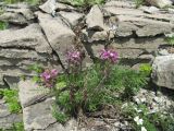 Pedicularis rubens