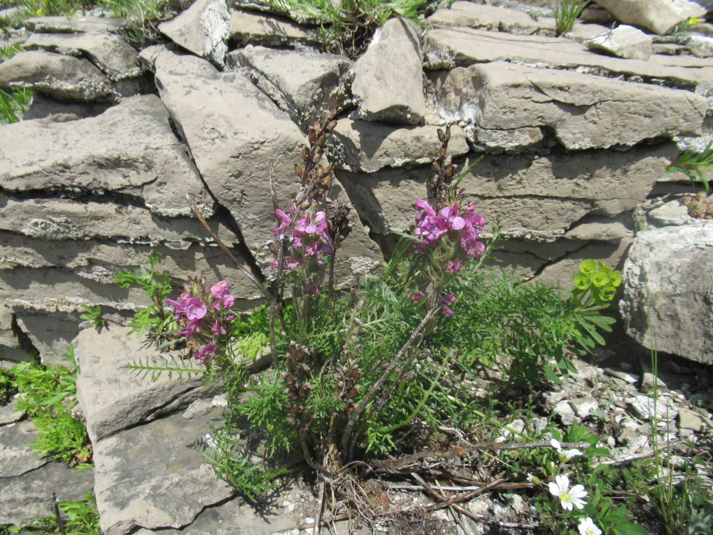 Изображение особи Pedicularis rubens.