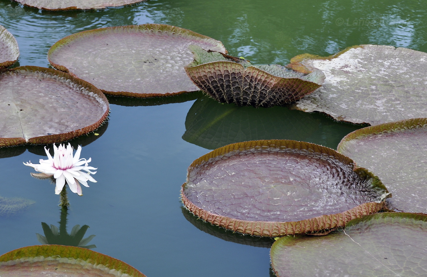 Изображение особи Victoria amazonica.