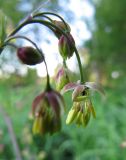 Thalictrum foetidum