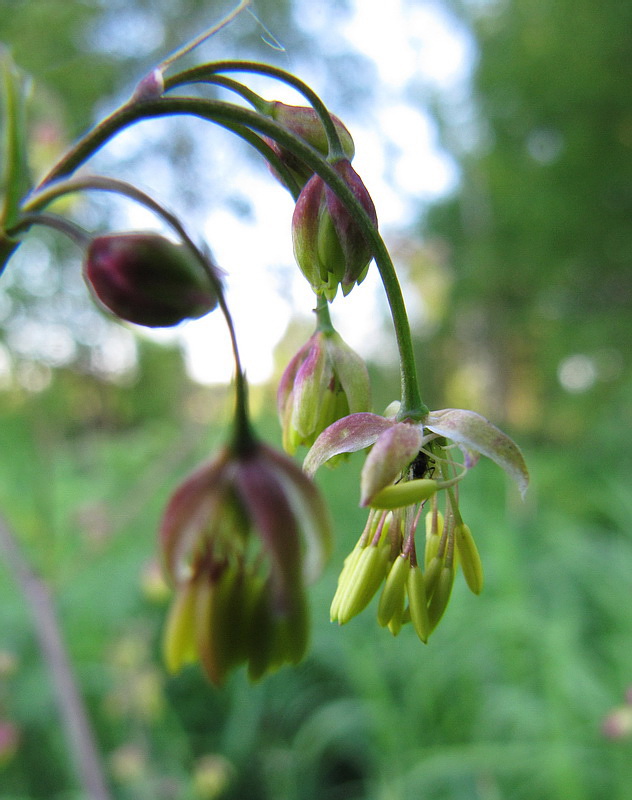 Image of Thalictrum foetidum specimen.
