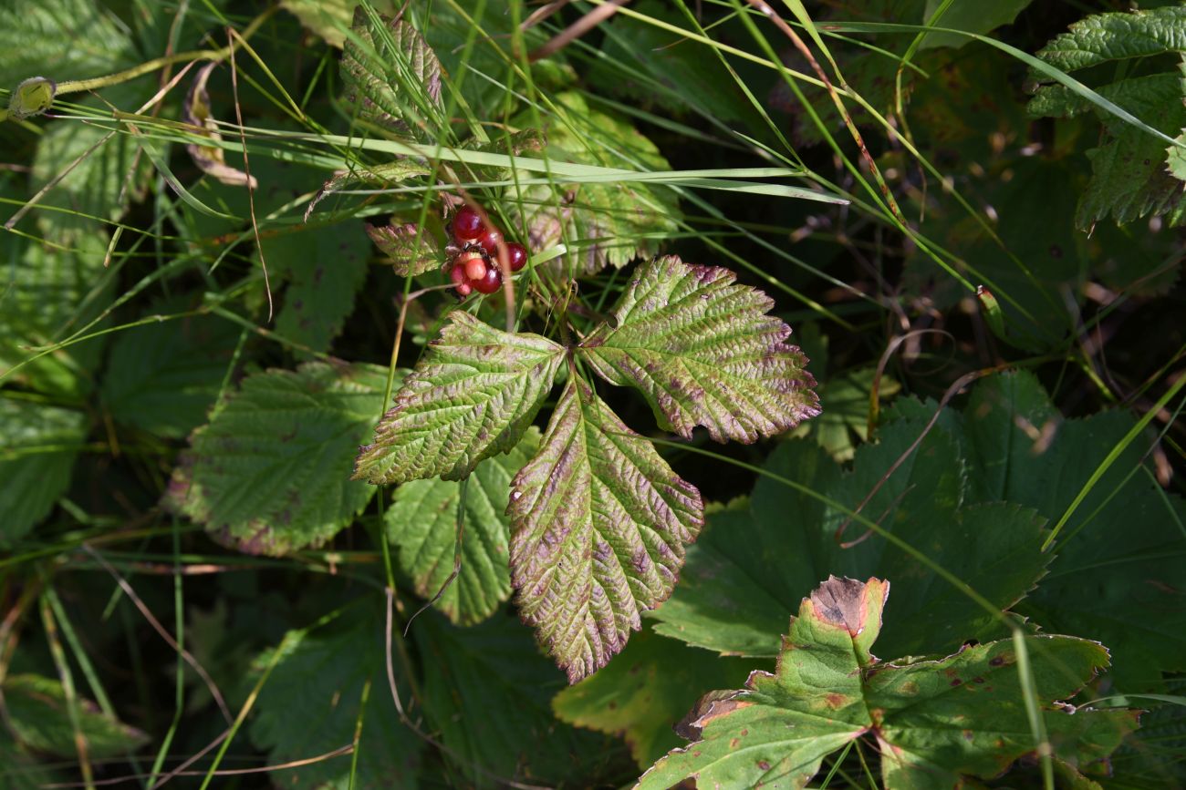 Image of Rubus saxatilis specimen.