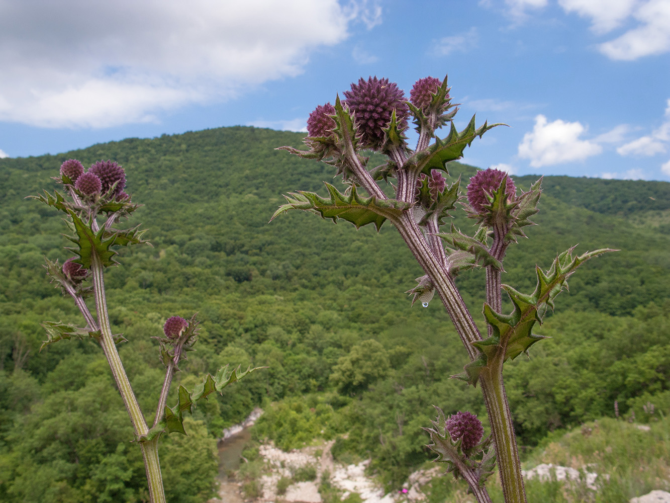 Image of Echinops sphaerocephalus specimen.