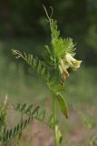 Vicia ciliatula