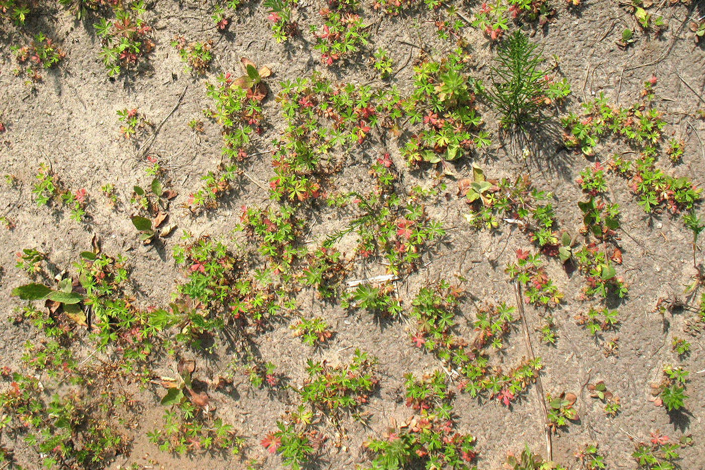 Image of Potentilla argentea specimen.