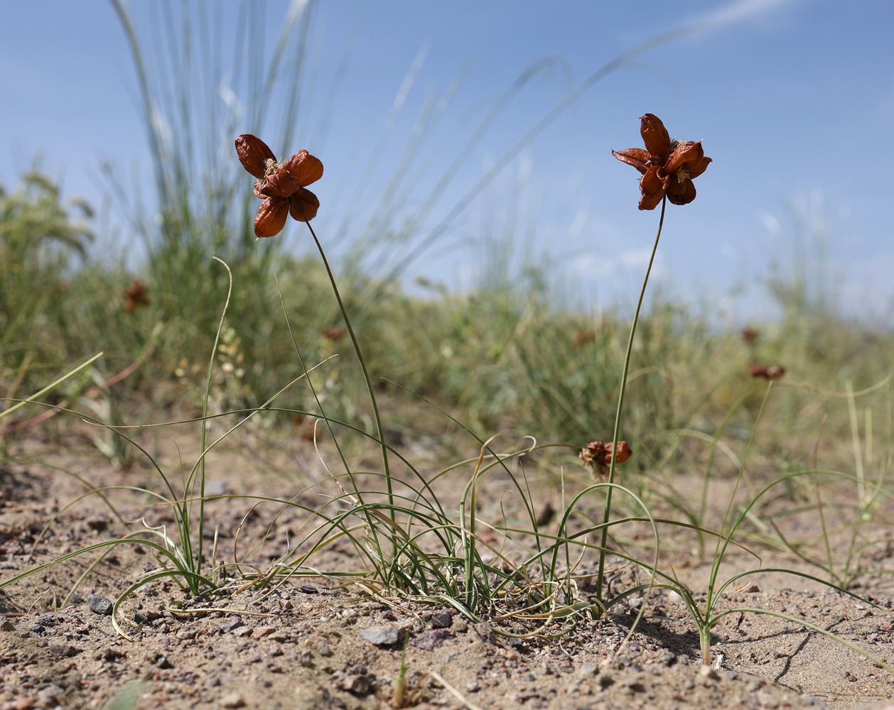 Image of Carex physodes specimen.