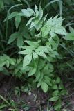 Valeriana sambucifolia