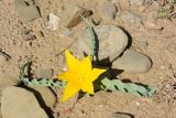 Tulipa ferganica