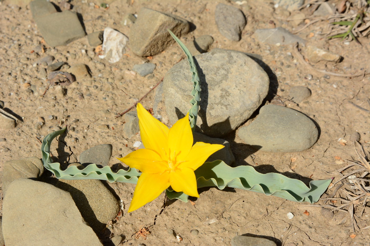 Image of Tulipa ferganica specimen.