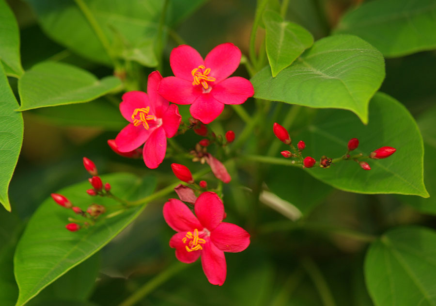 Image of Jatropha integerrima specimen.