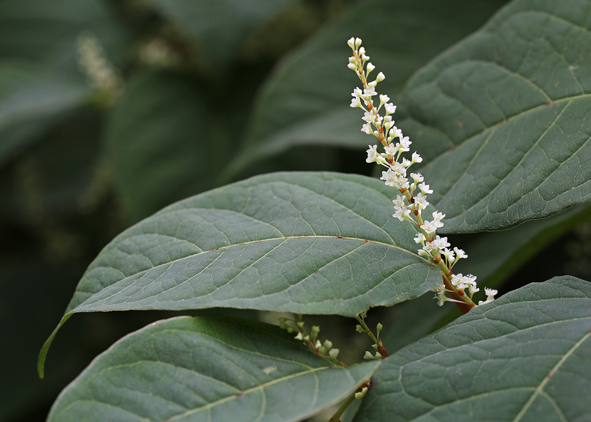Image of Reynoutria japonica specimen.
